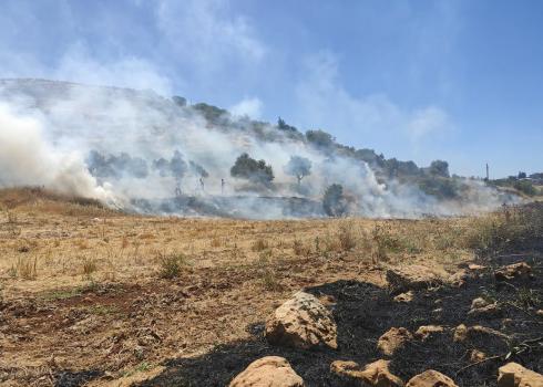 An olive grove the settlers burned down. Photo courtesy of the village council 