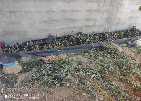 Olive seedlings broken by the settlers. Photo courtesy of grove owner