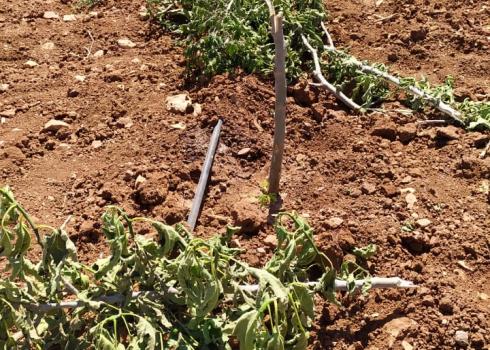 The seedlings uprooted in Rami Musa’s plot. Photo courtesy of landowner 