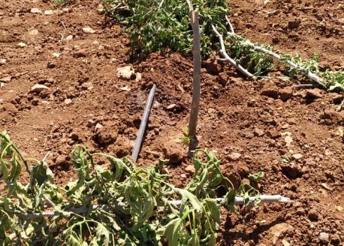 The seedlings uprooted in Rami Musa’s plot. Photo courtesy of landowner