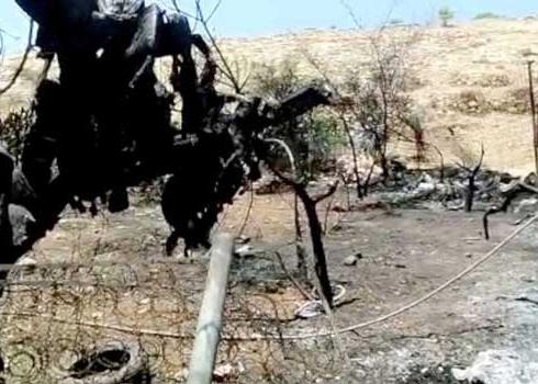 An agricultural plot owned by a Beit Furik resident that was torched by the settlers. Photo courtesy of the witness