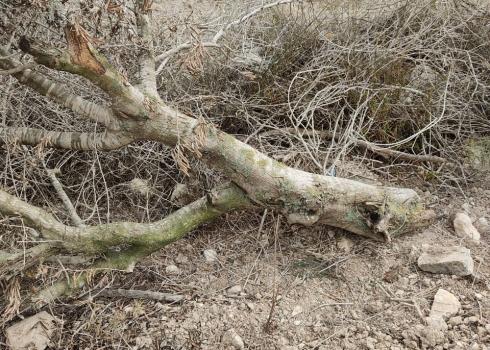One of the trees cut down by the settlers. Photo courtesy of the landowner