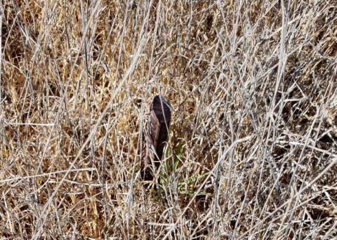 One of the metal spikes the settler scattered in the grove. Photo courtesy of the landowner