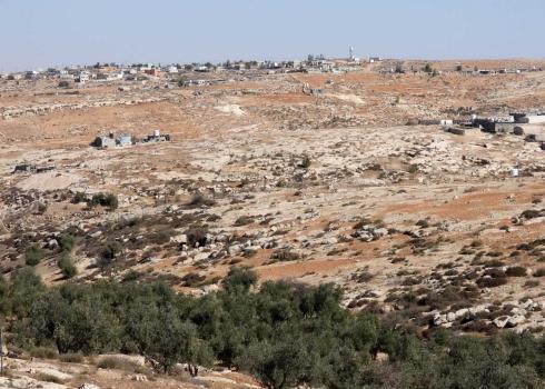 Olive grove in Qawawis. Photo by solidarity activists