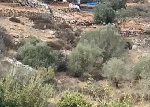 Settlers harvesting olives in Isma’il’s land. Still from video.
