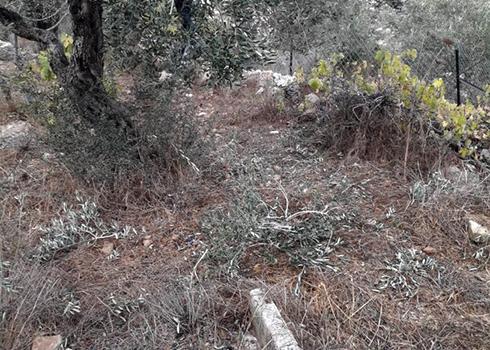 One of the trees damaged by the settlers. Photo courtesy of the landowner