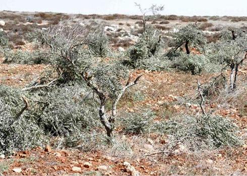  Olive trees vandalized by settlers. Courtesy of plot owner.  