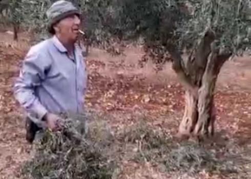 Jbarah Shtiyeh holding one of the branches cut down by the settlers. Photo courtesy of the witness