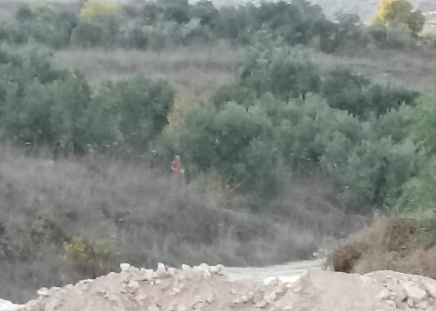 A settler in Yihya al-Kurdi’s land. Photo courtesy of the grove owner