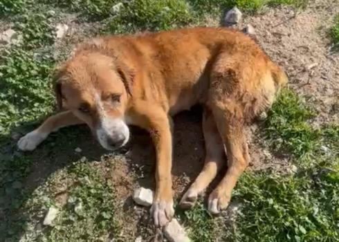 Al-Batat's dog that was shot by settlers. Courtesy of al-Batat. 