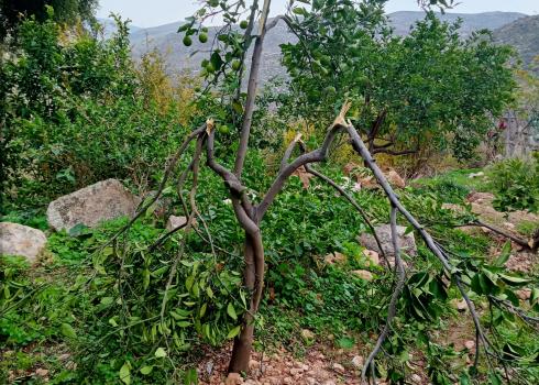 One of the trees whose branches were broken. Photo courtesy of the residents 