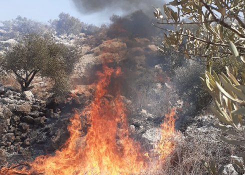 The fire in the olive grove. Photo courtesy of the farmers 