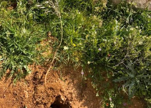 Seedling uprooted from the park. Photo courtesy of residents