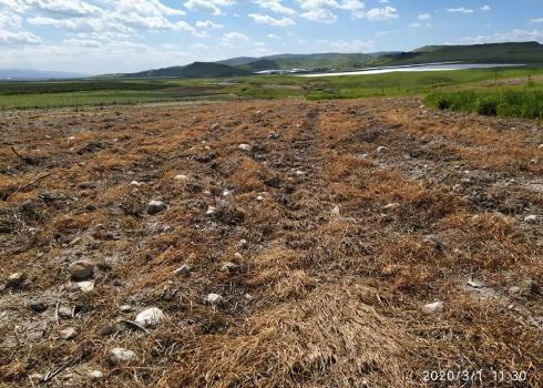 Wheat field dried up by herbicide. Photo by ‘Aref Daraghmeh, B’Tselem, 1 Mar. 2020 