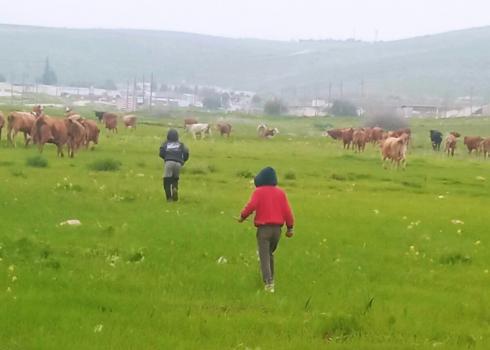 Residents of Khallet Makhul trying to drive the cows out of the barley fields