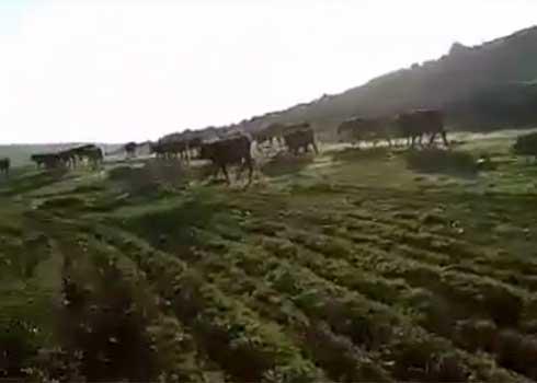 The settlers’ cattle grazing in the fields of the Palestinian farmers. Photo courtesy of the farmers