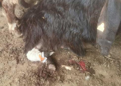 The injured goat. Photo courtesy of the shepherds