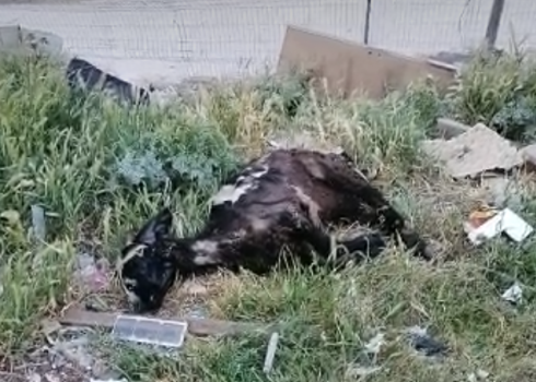 The goat killed by a settler. Courtesy of witness.