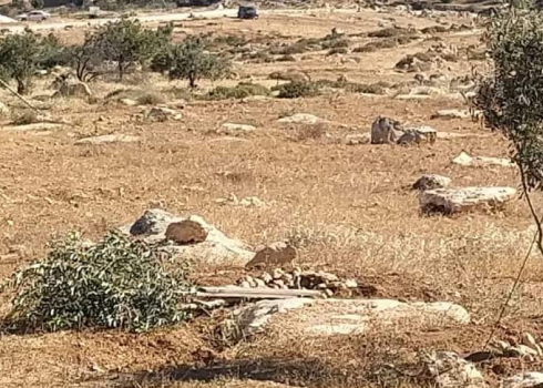 אחד מעצי הזית שעקרו המתנחלים. באדיבות העד