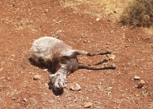 One of the sheep rammed by the settlers. Photo courtesy of the witness