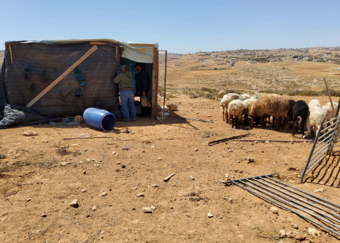 Sheep standing where the enclosure was. Photo courtesy of the farmer 