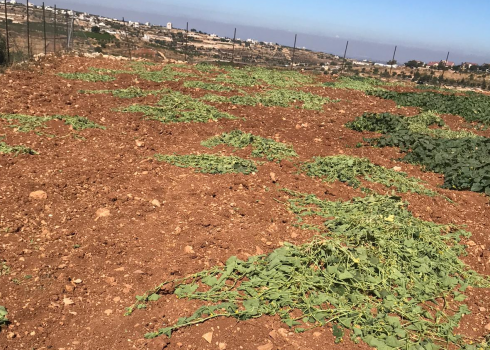 The seedlings uprooted by the settlers on ‘Aqel’s land. Photo courtesy of the farmers
