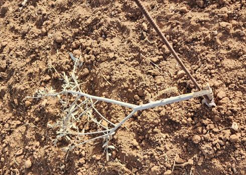 One of the olive saplings the settlers broke. Photo: Nasser Nawaj’ah, B’Tselem, 26 September 2022