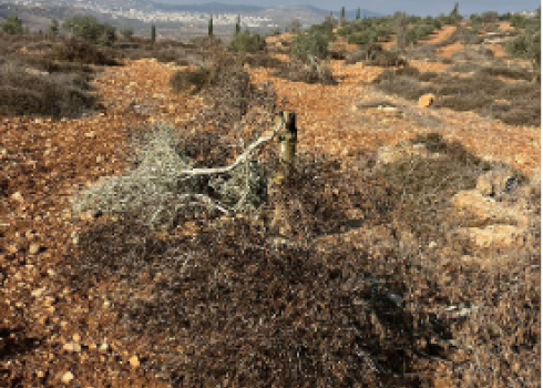 אחד העצים שכרתו המתנחלים. באדיבות העד