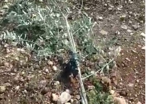 One of the olive saplings cut down by settlers on Bassam Zabaynah’s land. Photo courtesy of Zabaynah, 30 Oct. 2022 