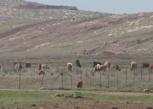 The cows in the olive grove. Photo: 'Aref Daraghmeh, B'Tselem, 15 Jan. 2023 