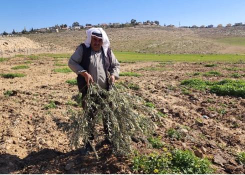 Jamil 'Awwad on his land, holding saplings cut down by settlers. Photo: Nasser Nawaj'ah, B'Tselem