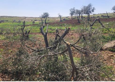 Some of the trees cut down by the settlers. Photo by Nasser Nawaj'ah 