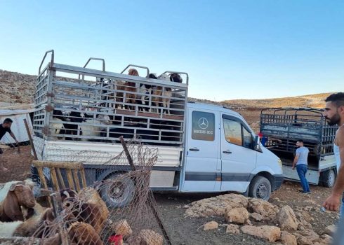 צאן מועמס על משאית