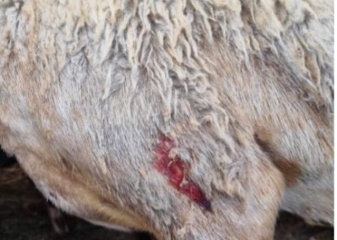One of the injured sheep. Photo courtesy of local residents 