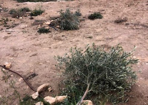 Some of the trees cut down by the settlers. Photo:  Nasser Nawaj’ah, B’Tselem 