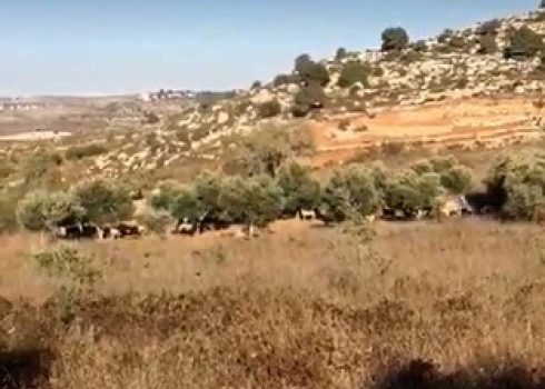 القطيع والمستوطِنات في كرم عائلة غفري. الصورة قدمتها العائلة مشكورة.  