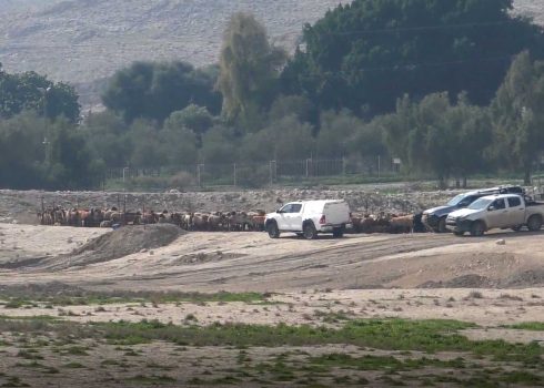 القطيع الذي احتجزته القوات. تصوير: عارف دراغمة، بتسيلم، 22.1.24 