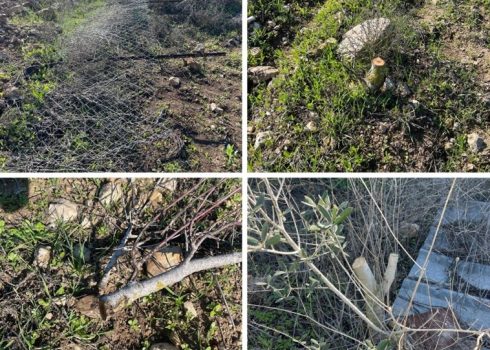The barbed wire fence and trees destroyed in the plot. Photo courtesy of farmer 
