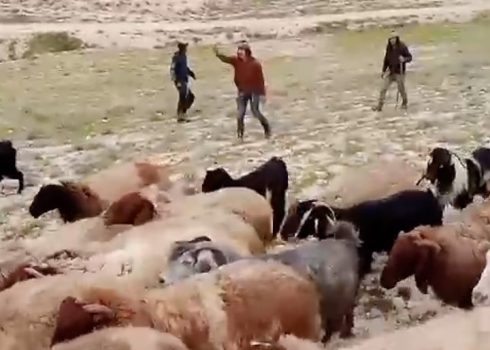 The settlers chasing away the flock. Photo courtesy of the shepherds