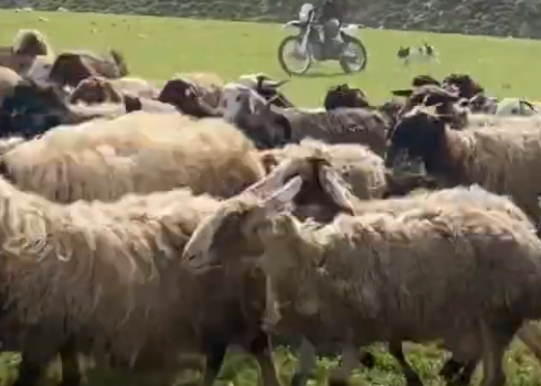 Still from video
