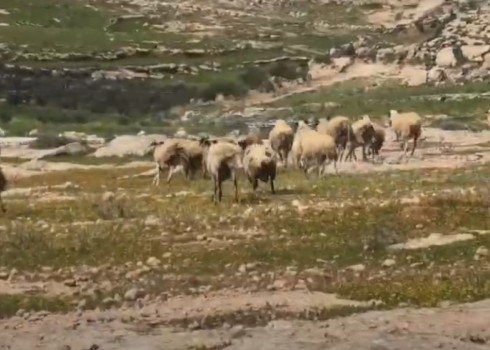 Still from video