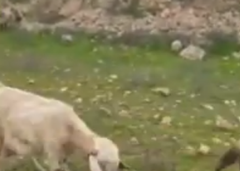 مأخوذ من توثيق الفيديو