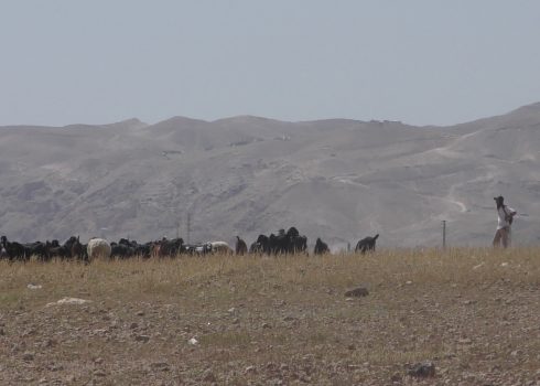 The settler grazing his flock in Zayed’s field. Photo: ‘Aref Daraghmeh, B’Tselem, 6 April 2024  