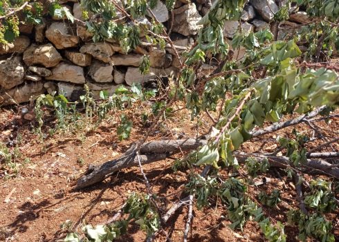Some of the damage caused by the settlers in Jurat al-Kheil on 6 June 2024 Photos courtesy of local residents.