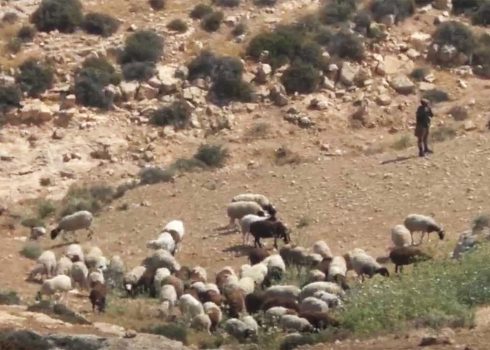 The settler with his sheep in Ibrahim ‘Awad’s field. Photo courtesy of local residents