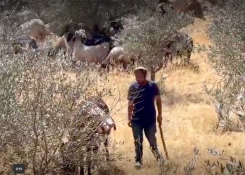 The settler and his flock on the land. Photo courtesy of the activists