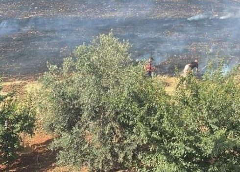 Mu’tasem ‘Odeh’s burnt wheat field. Photo courtesy of ‘Odeh