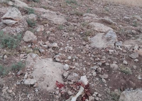 The goat killed by the car passengers. Photo courtesy of local residents