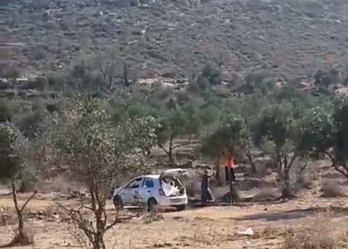 Settlers harvest olives in the Mahamid family's orchard, 7 November 2024. Photo courtesy of residents