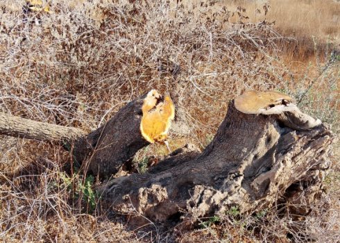 One of the trees the settlers cut down in the Mahmoud family grove. Photo courtesy of the family